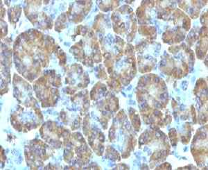 TOP1MT Antibody - IHC testing of FFPE human pancreas with TOP1MT antibody (clone TPIMT-1).  This image was taken for the unmodified form of this product. Other forms have not been tested.