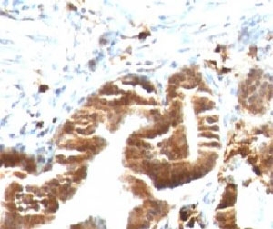 TOP1MT Antibody - IHC testing of FFPE human gallbladder with TOP1MT antibody (clone TPIMT-1).  This image was taken for the unmodified form of this product. Other forms have not been tested.