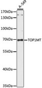 TOP1MT Antibody - Western blot analysis of extracts of A-549 cells, using TOP1MT antibody at 1:1000 dilution. The secondary antibody used was an HRP Goat Anti-Rabbit IgG (H+L) at 1:10000 dilution. Lysates were loaded 25ug per lane and 3% nonfat dry milk in TBST was used for blocking. An ECL Kit was used for detection and the exposure time was 60S.
