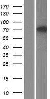 TOP1MT Protein - Western validation with an anti-DDK antibody * L: Control HEK293 lysate R: Over-expression lysate
