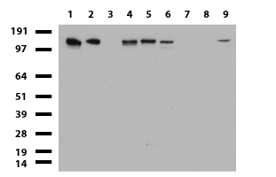 TOP2A / Topoisomerase II Alpha Antibody - Western blot of cell lysates. (35ug) from 9 different cell lines. (1: HepG2, 2: HeLa, 3: SV-T2, 4: A549, 5: COS7, 6: Jurkat, 7: MDCK, 8: PC-12, 9: MCF7). Diluation: 1:500