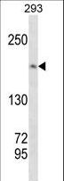 TOP2A / Topoisomerase II Alpha Antibody - TOP2A Antibody western blot of 293 cell line lysates (35 ug/lane). The TOP2A antibody detected the TOP2A protein (arrow).