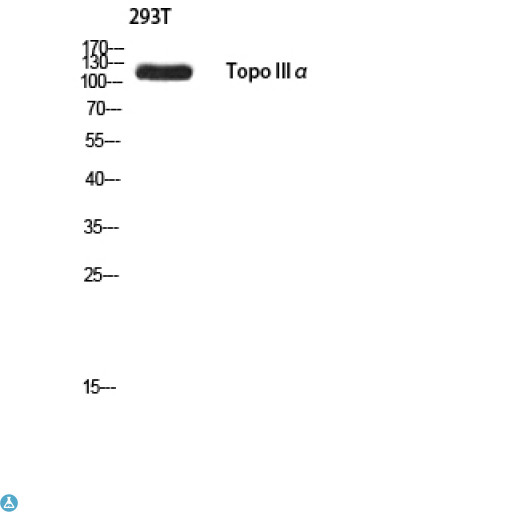 TOP3A Antibody - Western Blot (WB) analysis of 293T using Topo IIIalpha antibody.