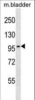 TOP3B Antibody - TOP3B Antibody western blot of mouse bladder tissue lysates (35 ug/lane). The TOP3B antibody detected the TOP3B protein (arrow).