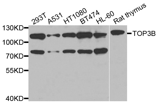 TOP3B Antibody - Western blot analysis of extracts of various cells.