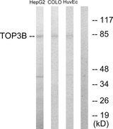 TOP3B Antibody - Western blot analysis of extracts from HepG2 cells, COLO205 cells and HUVEC cells, using TOP3B antibody.