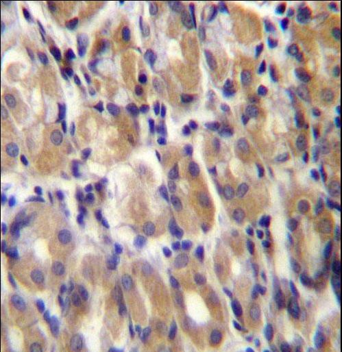 TOR1B / Torsin B Antibody - TOR1B Antibody immunohistochemistry of formalin-fixed and paraffin-embedded human stomach tissue followed by peroxidase-conjugated secondary antibody and DAB staining.