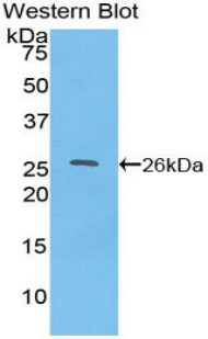 TOR2A Antibody - Western blot of recombinant TOR2A.  This image was taken for the unconjugated form of this product. Other forms have not been tested.