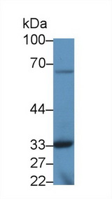 TOR3A Antibody - Western Blot; Sample: Mouse Kidney lysate; Primary Ab: 1µg/ml Rabbit Anti-Mouse TOR3A Antibody Second Ab: 0.2µg/mL HRP-Linked Caprine Anti-Rabbit IgG Polyclonal Antibody