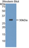 TOR3A Antibody - Western blot of recombinant TOR3A.  This image was taken for the unconjugated form of this product. Other forms have not been tested.