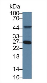 TOR3A Antibody - Western Blot; Sample: Human 293T cell lysate; Primary Ab: 5µg/ml Rabbit Anti-Human TOR3A Antibody Second Ab: 0.2µg/mL HRP-Linked Caprine Anti-Rabbit IgG Polyclonal Antibody