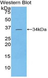 TOR3A Antibody - Western blot of recombinant TOR3A.  This image was taken for the unconjugated form of this product. Other forms have not been tested.