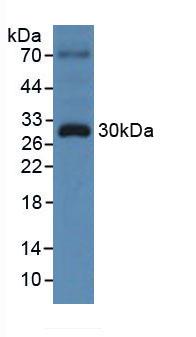 TOR3A Antibody - Western Blot; Sample: Human 293T Cells.