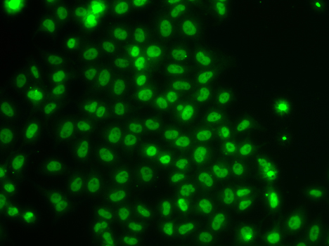 TOX Antibody - Immunofluorescence analysis of U20S cells.
