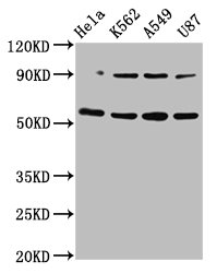 TOX Antibody - Positive Western Blot detected in Hela whole cell lysate, K562 whole cell lysate, A549 whole cell lysate, U87 whole cell lysate. All lanes: TOX antibody at 5.2 µg/ml Secondary Goat polyclonal to rabbit IgG at 1/50000 dilution. Predicted band size: 58 KDa. Observed band size: 58 KDa
