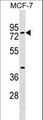 TOX4 / C14orf92 Antibody - TOX4 Antibody western blot of MCF-7 cell line lysates (35 ug/lane). The TOX4 antibody detected the TOX4 protein (arrow).
