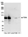 TOX4 / C14orf92 Antibody - Detection of human and mouse TOX4 by western blot. Samples: Whole cell lysate (50 µg) from HeLa, HEK293T, Jurkat, mouse TCMK-1, and mouse NIH 3T3 cells prepared using NETN lysis buffer. Antibody: Affinity purified rabbit anti-TOX4 antibody used for WB at 0.1 µg/ml. Detection: Chemiluminescence with an exposure time of 3 minutes.