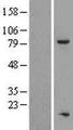 TOX4 / C14orf92 Protein - Western validation with an anti-DDK antibody * L: Control HEK293 lysate R: Over-expression lysate