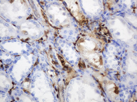TP / Thymidine Phosphorylase Antibody - IHC of paraffin-embedded Human Kidney tissue using anti-TYMP mouse monoclonal antibody.