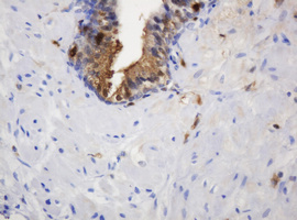 TP / Thymidine Phosphorylase Antibody - IHC of paraffin-embedded Human prostate tissue using anti-TYMP mouse monoclonal antibody.