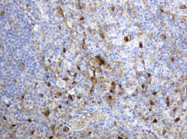 TP / Thymidine Phosphorylase Antibody - IHC of paraffin-embedded Human tonsil using anti-TYMP mouse monoclonal antibody. (Heat-induced epitope retrieval by 10mM citric buffer, pH6.0, 120°C for 3min).