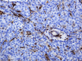 TP / Thymidine Phosphorylase Antibody - IHC of paraffin-embedded Human pancreas tissue using anti-TYMP mouse monoclonal antibody.