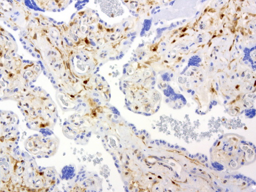 TP / Thymidine Phosphorylase Antibody - Immunohistochemical staining of paraffin-embedded human placenta using anti-TYMP clone UMAB90 mouse monoclonal antibody  at 1:200 with Polink2 Broad HRP DAB detection kit; heat-induced epitope retrieval with GBI Citrate pH6.0 HIER buffer using p