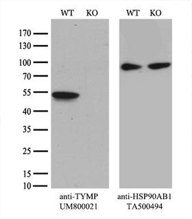 TP / Thymidine Phosphorylase Antibody - Equivalent amounts of cell lysates  and TYMP-Knockout HeLa cells  were separated by SDS-PAGE and immunoblotted with anti-TYMP monoclonal antibody. Then the blotted membrane was stripped and reprobed with anti-HSP90 antibody as a loading control.