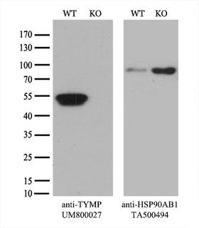 TP / Thymidine Phosphorylase Antibody - Equivalent amounts of cell lysates  and TYMP-Knockout HeLa cells  were separated by SDS-PAGE and immunoblotted with anti-TYMP monoclonal antibody. Then the blotted membrane was stripped and reprobed with anti-HSP90 antibody as a loading control.