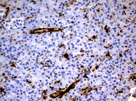 TP / Thymidine Phosphorylase Antibody - IHC of paraffin-embedded Human pancreas tissue using anti-TYMP mouse monoclonal antibody.