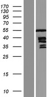 TP / Thymidine Phosphorylase Protein - Western validation with an anti-DDK antibody * L: Control HEK293 lysate R: Over-expression lysate
