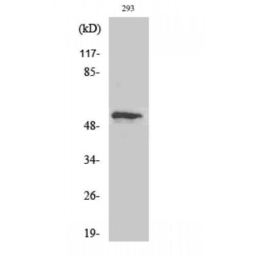TP53 / p53 Antibody - Western blot of Phospho-p53 (T18) antibody