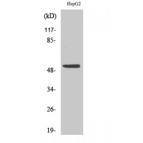 TP53 / p53 Antibody - Western blot of p53 antibody