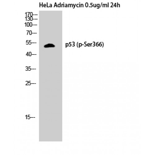TP53 / p53 Antibody - Western blot of Phospho-p53 (S366) antibody