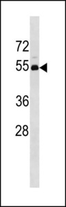 TP53 / p53 Antibody - TP53 Antibody western blot of 293 cell line lysates (35 ug/lane). The TP53 antibody detected the TP53 protein (arrow).