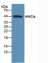 TP53 / p53 Antibody - Western Blot; Sample: Human MCF7 Cells.