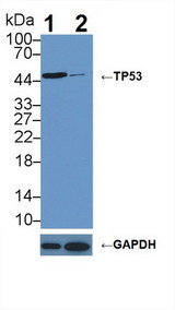TP53 / p53 Antibody - Knockout Varification: Lane 1: Wild-type MCF7 cell lysate; Lane 2: TP53 knockout MCF7 cell lysate; Predicted MW: 24,30,33,34,38,39,44kDa ; Observed MW: 50kDa; Primary Ab: 1µg/ml Rabbit Anti-Human TP53 Antibody; Second Ab: 0.2µg/mL HRP-Linked Caprine Anti-Rabbit IgG Polyclonal Antibody;