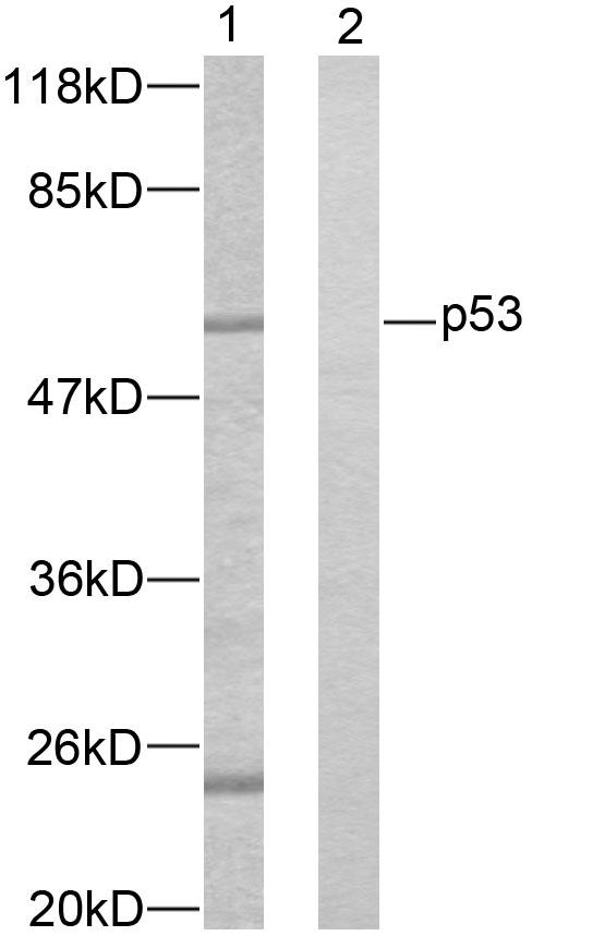 TP53 / p53 Antibody - Western blot analysis of lysates from K562 cells, using p53 Antibody. The lane on the right is blocked with the synthesized peptide.
