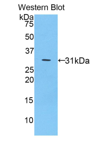 TP53 / p53 Antibody - Western blot of recombinant TP53 / p53.  This image was taken for the unconjugated form of this product. Other forms have not been tested.