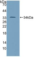 TP53 / p53 Antibody - Western Blot; Sample: Recombinant TP53, Mouse.