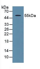 TP53 / p53 Antibody - Western Blot; Sample: Human 293T Cells.