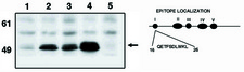 TP53 / p53 Antibody - Western blot of Anti-p53 clone. X77 antibody at 10 ug/ml on HCT116 cell lysate (1), HCT116 cell lysate activated with Adriamycin (2), p21-/- cell lysate (3), P21-/- cell lysate activated with ADR (4) and p53-/- activated with ADR. ADR activates p53 in cells. Also shown is a graphic representation of the epitope location.
