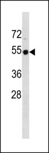 TP53 / p53 Antibody - TP53 Antibody western blot of 293 cell line lysates (35 ug/lane). The TP53 antibody detected the TP53 protein (arrow).