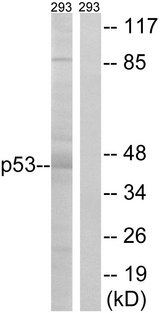 TP53 / p53 Antibody - Western blot analysis of lysates from 293 cells, using p53 Antibody. The lane on the right is blocked with the synthesized peptide.