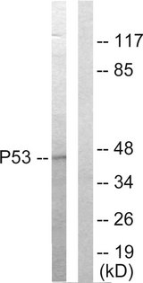 TP53 / p53 Antibody - Western blot analysis of lysates from HepG2 cells, using p53 Antibody. The lane on the right is blocked with the synthesized peptide.
