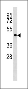 TP53 / p53 Antibody - TP53 Antibody western blot of U251 cell line lysates (35 ug/lane). The TP53 antibody detected the TP53 protein (arrow).