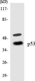 TP53 / p53 Antibody - Western blot analysis of the lysates from K562 cells using p53 antibody.