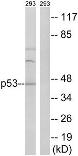 TP53 / p53 Antibody - Western blot analysis of lysates from 293 cells, using p53 Antibody. The lane on the right is blocked with the synthesized peptide.