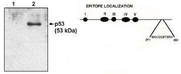 TP53 / p53 Antibody - Western blot of p53 clone HR231 antibody at 1 ug/ml on native H1299 cells (1) and H1299 cells transfected with human p53. Also shown is a graphic representation of the epitope location.