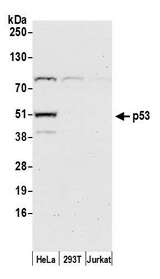 TP53 / p53 Antibody - Detection of human p53 by western blot. Samples: Whole cell lysate (50 µg) from HeLa, HEK293T, and Jurkat cells prepared using NETN lysis buffer. Antibody: Affinity purified rabbit anti-p53 antibody used for WB at 0.1 µg/ml. Detection: Chemiluminescence with an exposure time of 30 seconds.